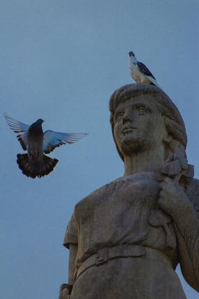 Pidgeon on Statue